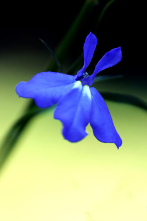 Blue Lobelia