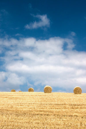 Crop Circles