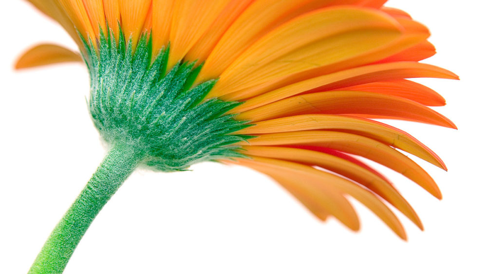 The relaunch of iBox Photography Orange Gerbera Daisy Photograph by Tim Jackson