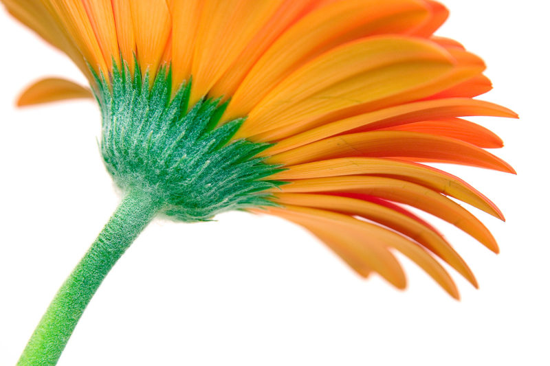 Orange Gerbera Daisy Orange Gerbera Daisy Photograph by Tim Jackson