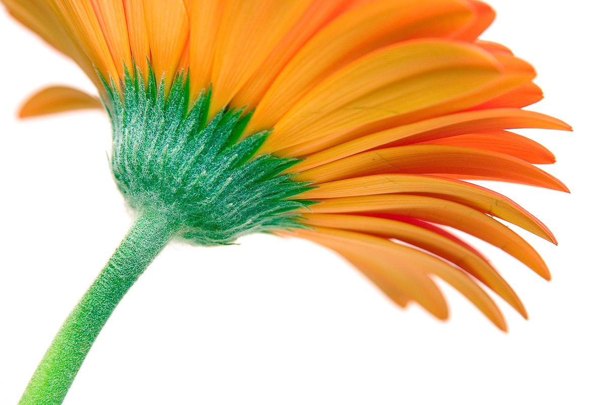 The relaunch of iBox Photography Orange Gerbera Daisy Photograph by Tim Jackson