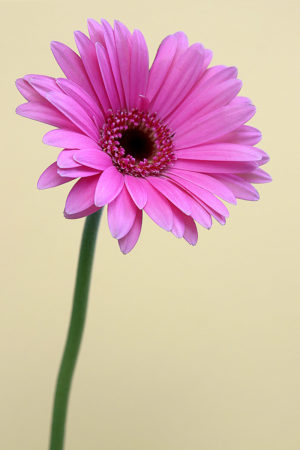 Pink Gerbera Daisy