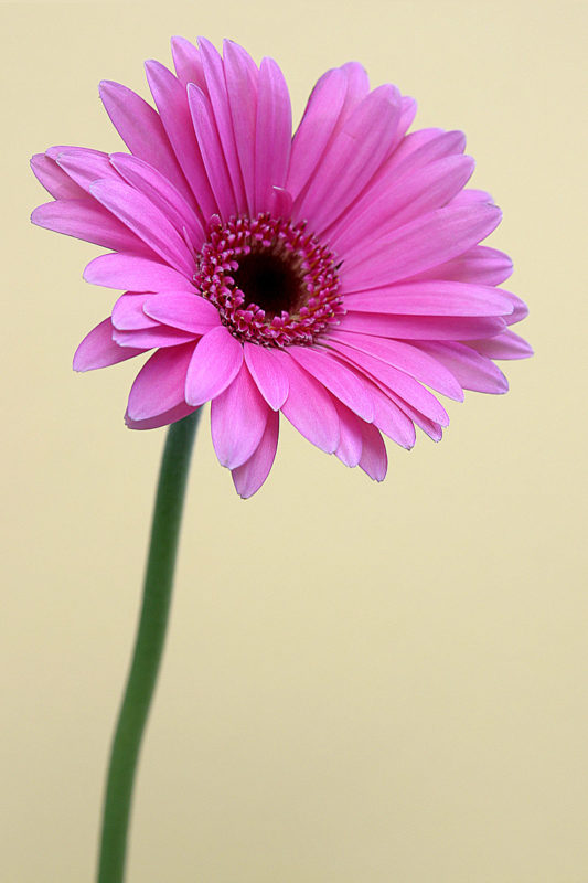 Pink Gerbera Daisy Tim Jackson Photography Buy Photographic, Canvas