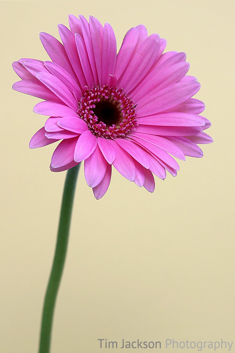 Pink Gerbera Daisy Tim Jackson Photography Buy Photographic Canvas And Poster Prints