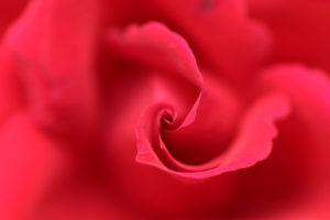 Rose Swirl