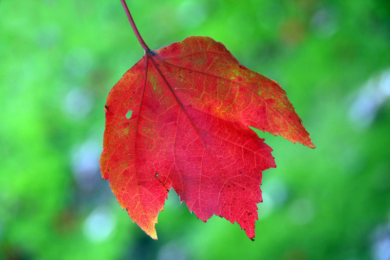 Arrival of Autumn