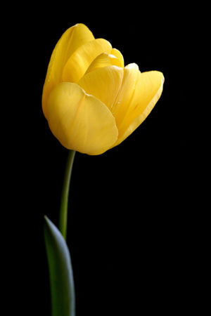 Tulip