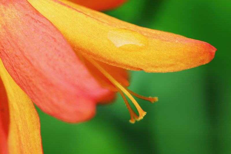 Crocosmia Jackanapes Crocosmia Jackanapes Photograph by Tim Jackson