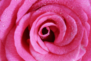 Droplet Covered Rose