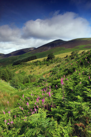 A landscape in the Lake District looking towards Little Man, the peak just before Skiddaw near Keswick.