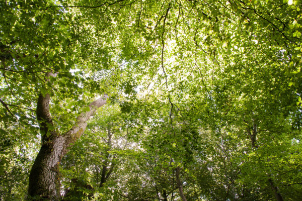 Image of sunlight through a woodland canopy.