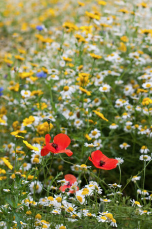 Wildflowers