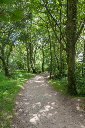 Tranquil Woodland