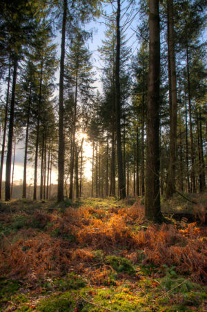 Late Afternoon Sun New Forest Fritham Amberwood Inclosure