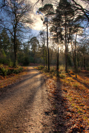 Stroll Through Sloden New Forest