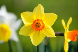 Daffodil