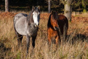 New Forest Ponies