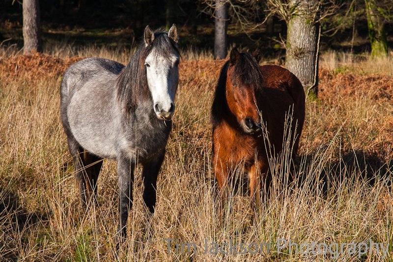 New Forest Ponies New Forest Ponies Photograph by Tim Jackson