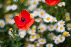 Poppy