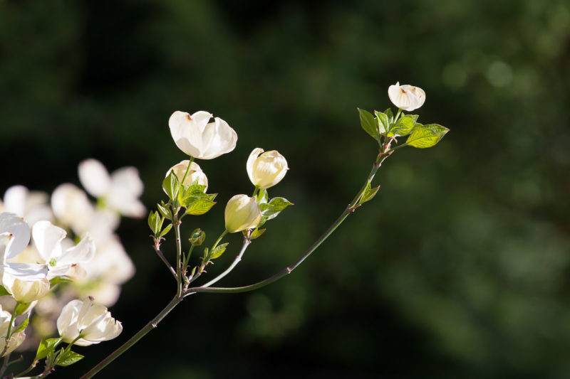 Spring Spring Photograph by Tim Jackson