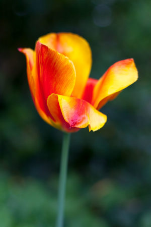Tulip Petal