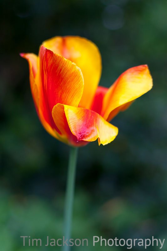 Tulip Petal Tulip Petal Photograph by Tim Jackson