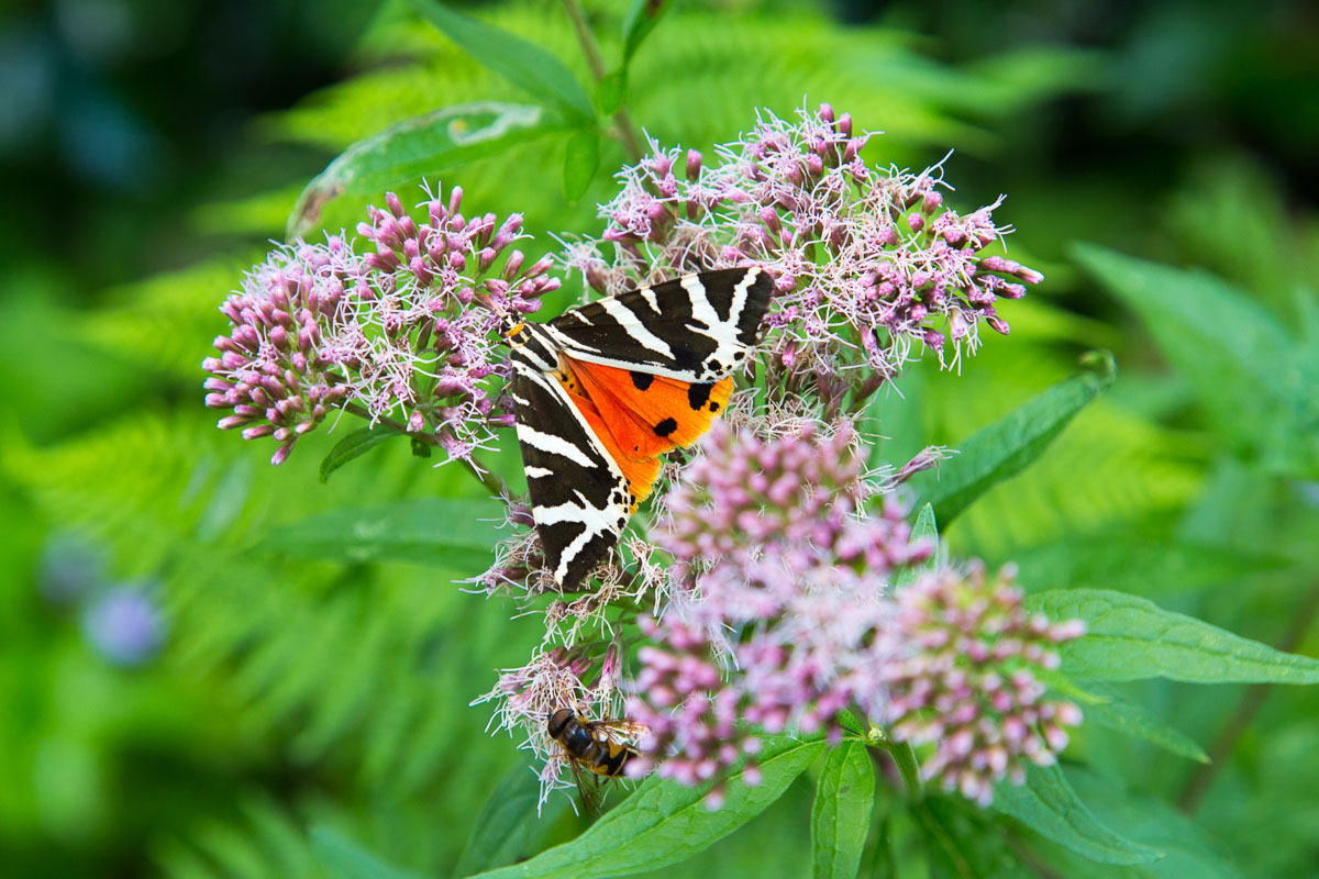 B is for Butterfly - This one stood still long enough...just!