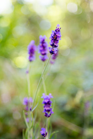 Fragrant Lavender