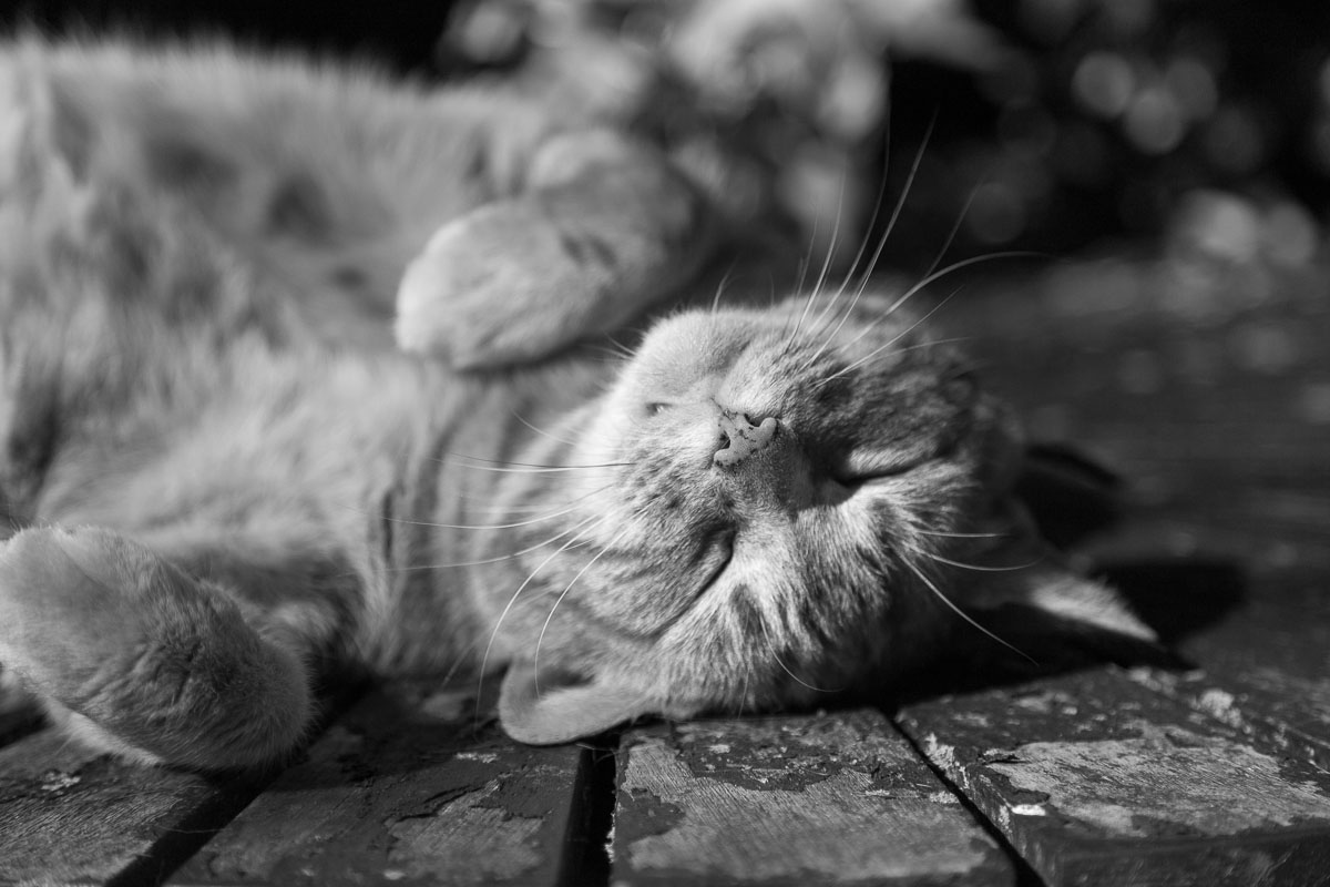 L for Lazy - Pippin loves to lay in his little sun trap.