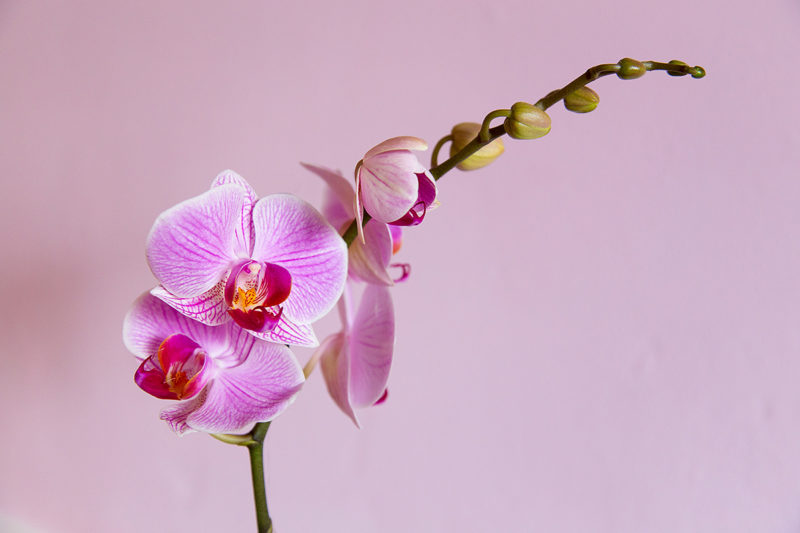 O is for Orchid