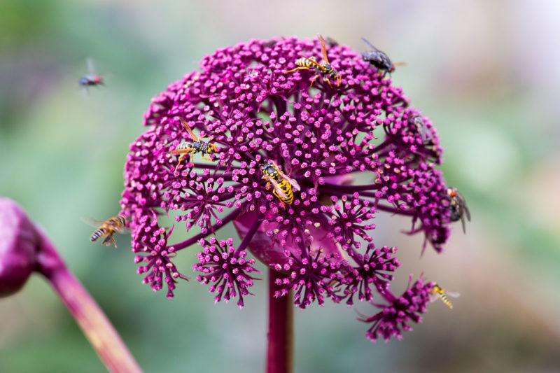 W is for Wasp - And for 'Worried' about being stung.