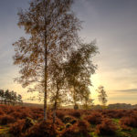 Ashley Walk Bombing Range, New Forest Ashley Walk Autumn Photograph by Tim Jackson