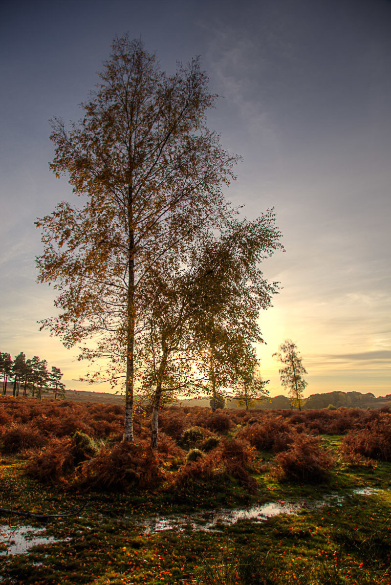 Ashley Walk In Autumn Ashley Walk Autumn Photograph by Tim Jackson