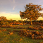 Ashley Walk Bombing Range, New Forest Ashley Walk Bombing Range at Sunset Photograph by Tim Jackson