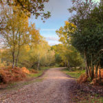 Ashley Walk Bombing Range, New Forest Autumn Forest Photograph by Tim Jackson