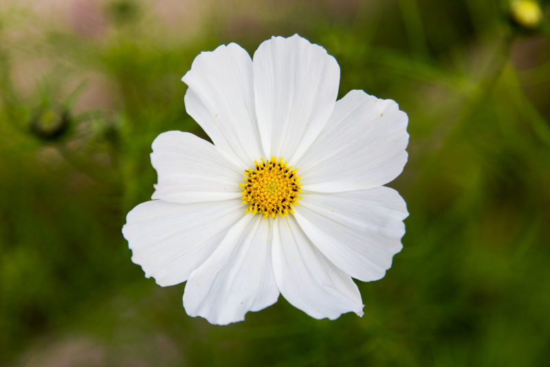 Cosmos Purity Cosmos Purity Photograph by Tim Jackson