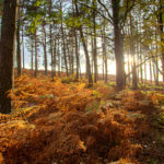 Ashley Walk Bombing Range, New Forest Forest Magic Photograph by Tim Jackson