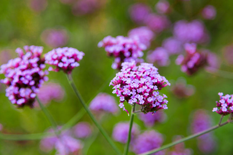 Verbena Verbena Photograph by Tim Jackson