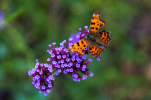Verbena Butterfly