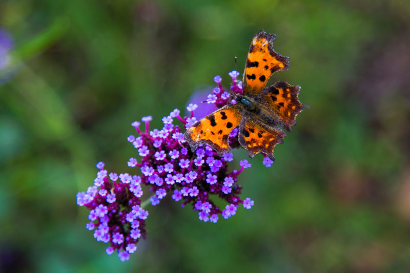 Verbena Butterfly Verbena Butterfly Photograph by Tim Jackson