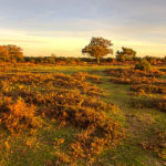 Ashley Walk Bombing Range, New Forest Walking Ashley Bombing Range Photograph by Tim Jackson