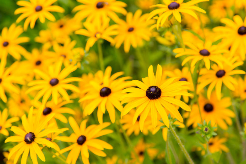 Yellow Daisy (Rudbeckia) Yellow Daisy Rudbeckia Photograph by Tim Jackson