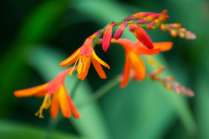 Crocosmia