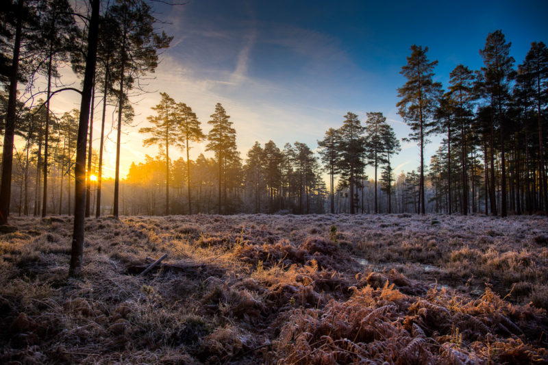 Bolderwood New Forest Sunrise