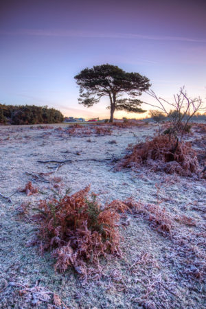 Bratley View Pine Tree