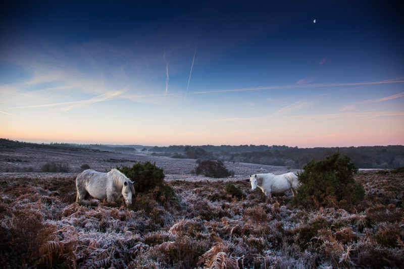 New Forest Ponies Bratley View