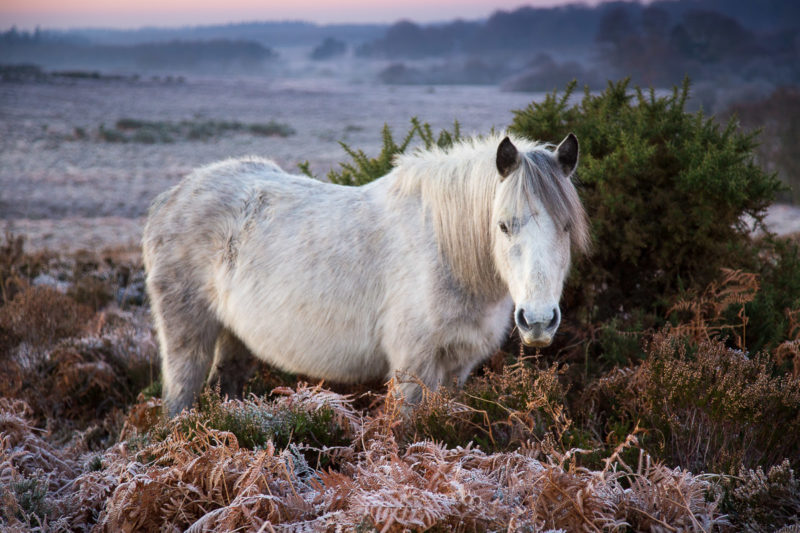 New Forest Pony Bratley View