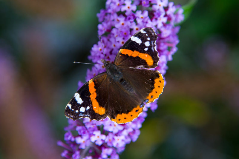 Butterfly Bush Butterfly Bush Photograph by Tim Jackson