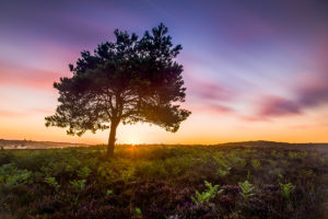 New Forest Sunrise
