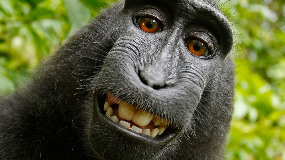 Infinite Monkeys with Cameras Monkey Selfie Photograph by Tim Jackson